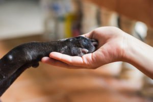 What does your animal want you to know?